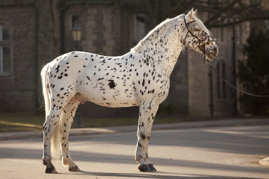 Чубарая лошадь Аппалуза