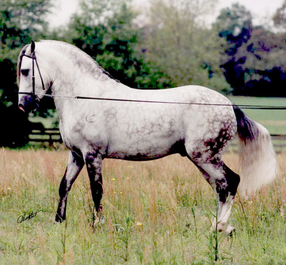 Альпийская порода лошадей