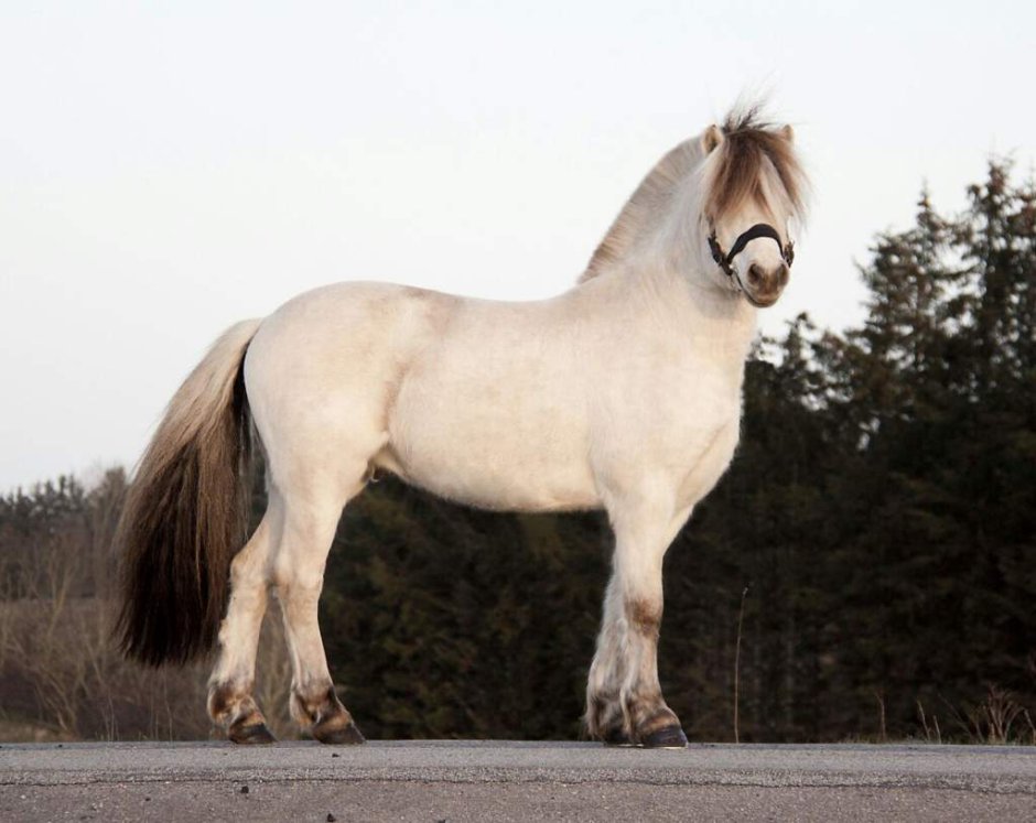 Норвежская фьордская порода лошадей