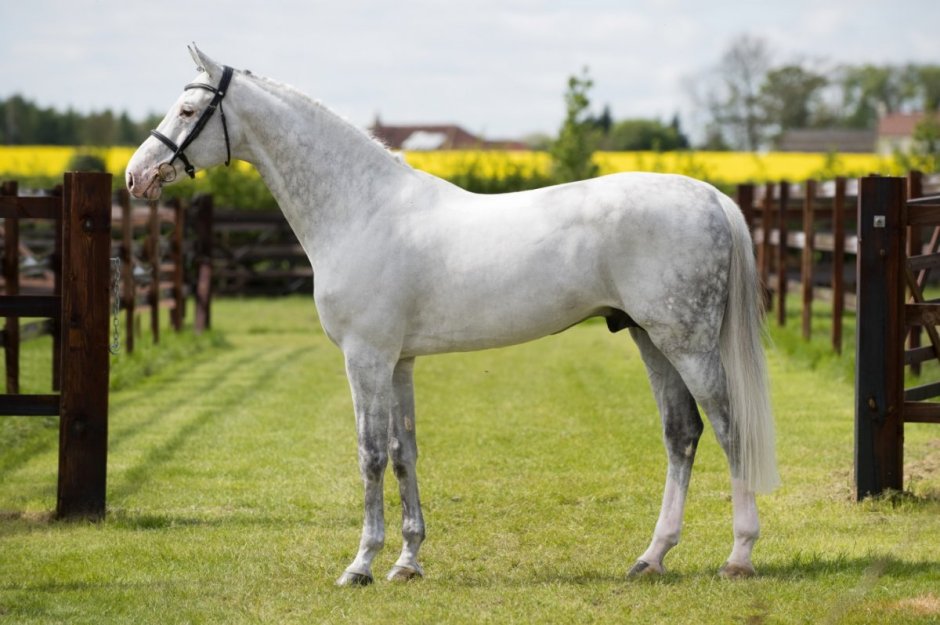 Голштинская лошадь серая