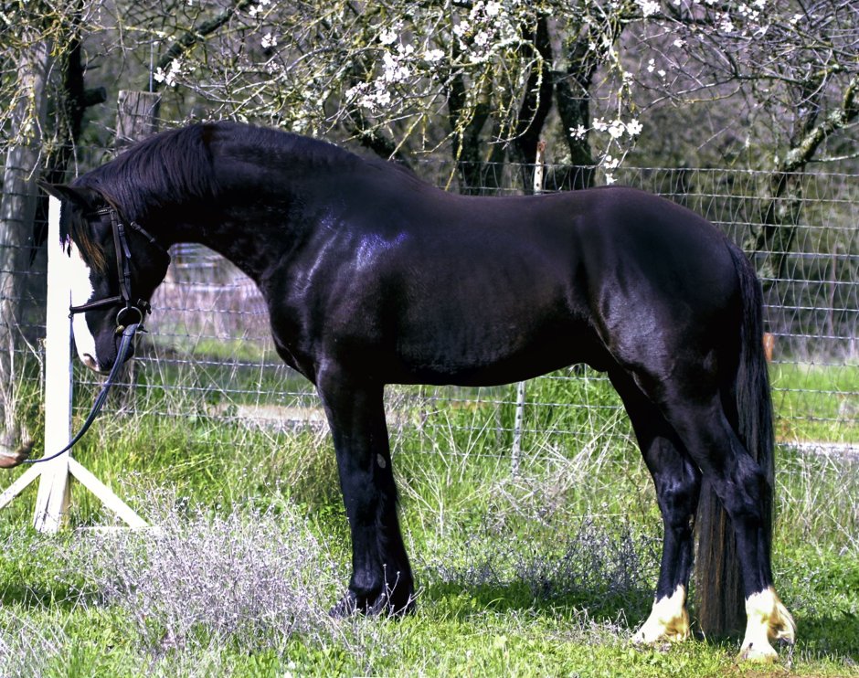 Коннемара масти