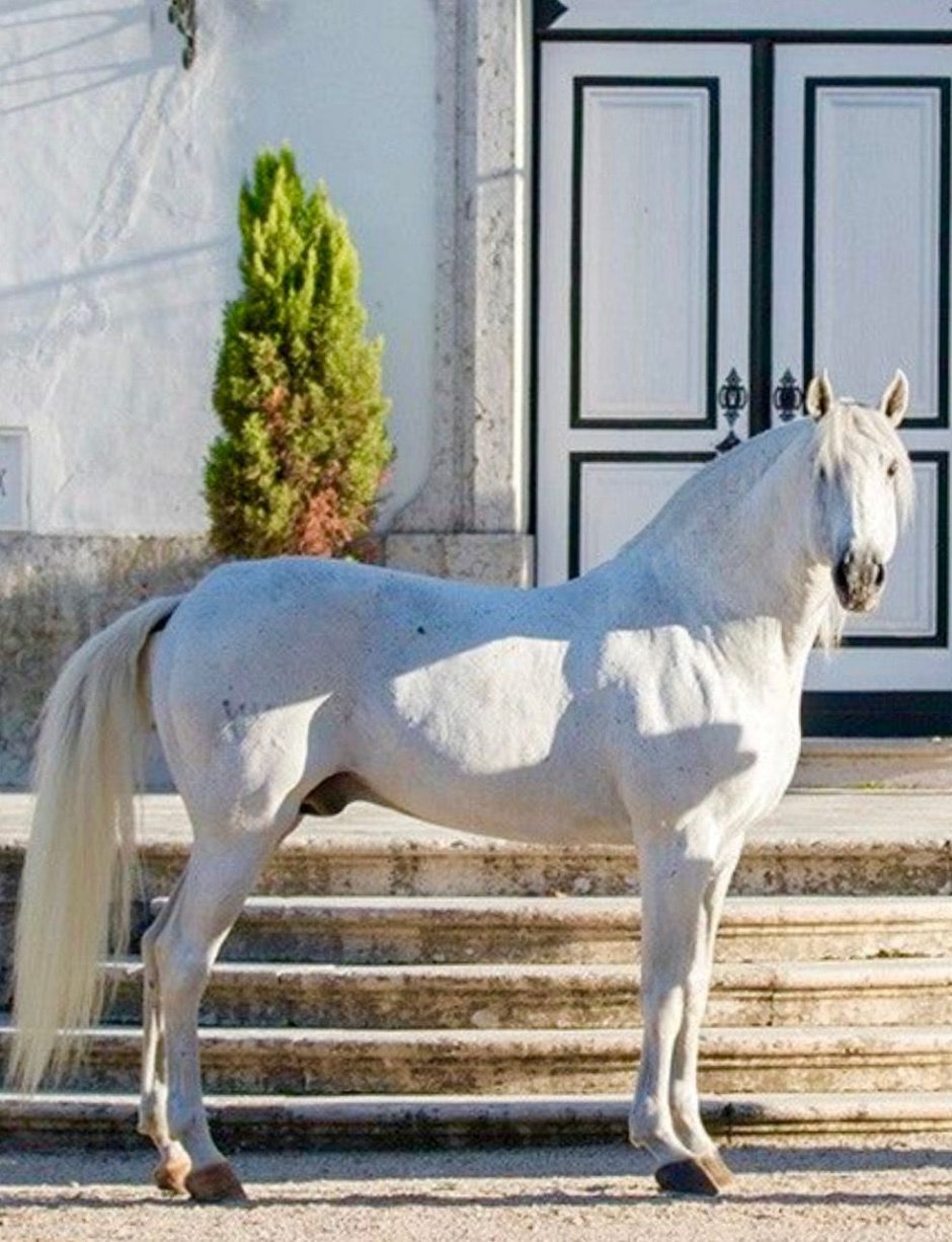 Лузитано белый