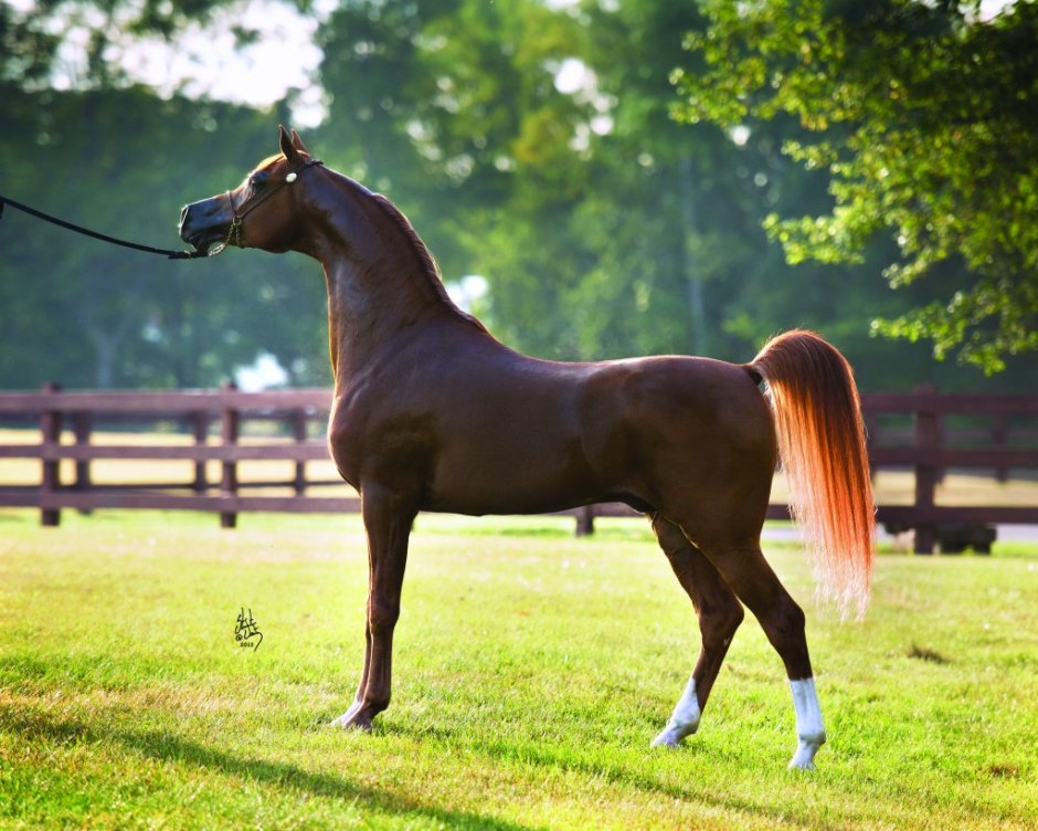 Арабская лошадь в полный рост