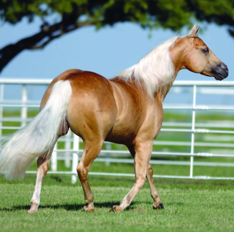 Породы лошадей с полосками