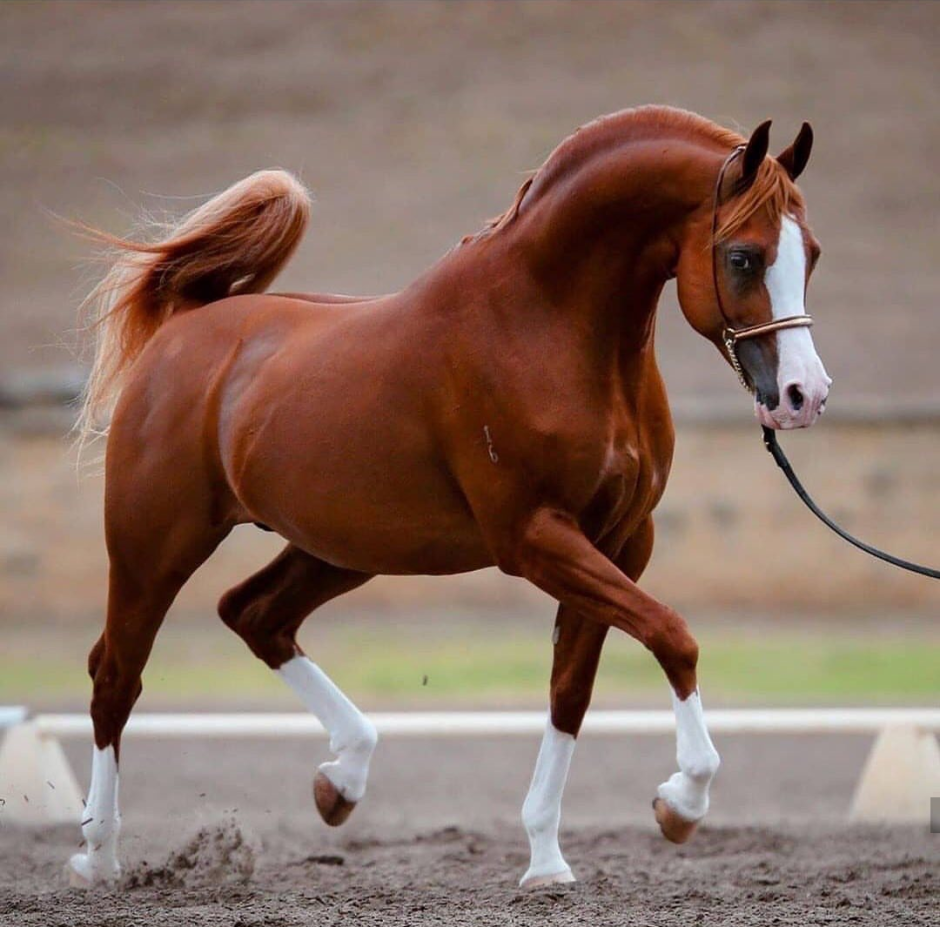 Арабская Скаковая порода лошадей