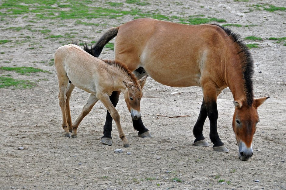 Японская порода коней