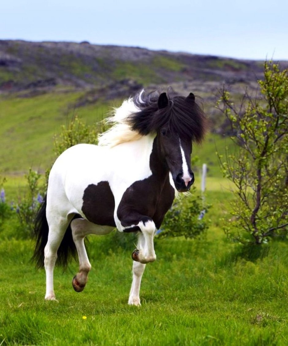 Исландия порода лошадей