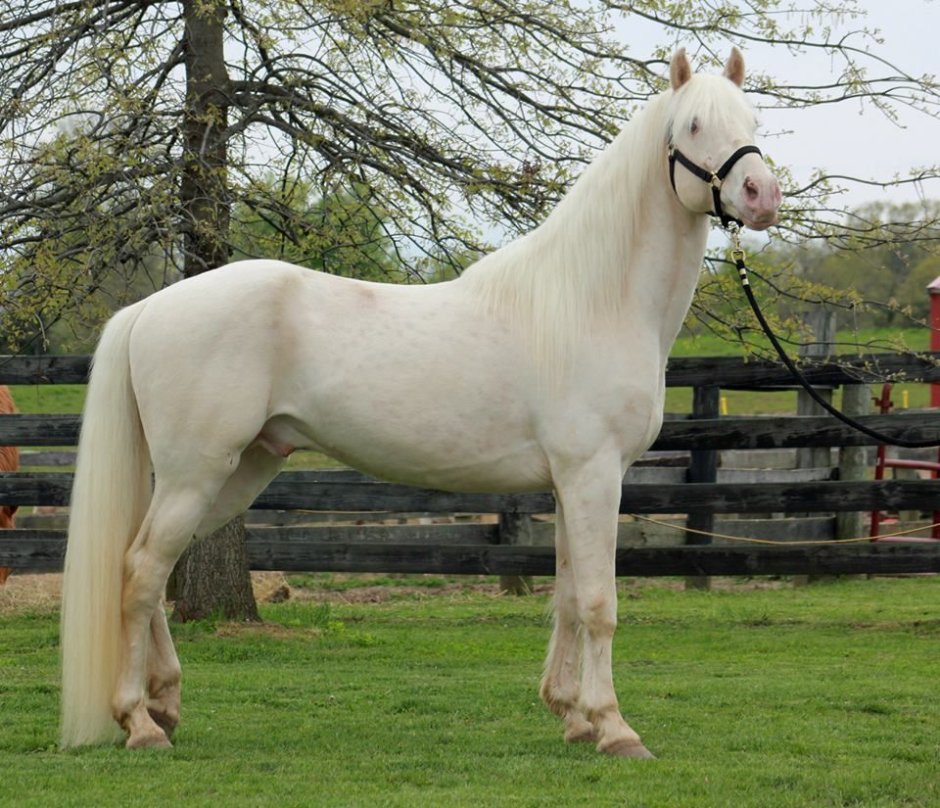 Лошадь породы Жемайчу