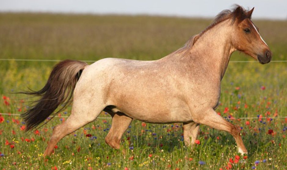 Red Roan