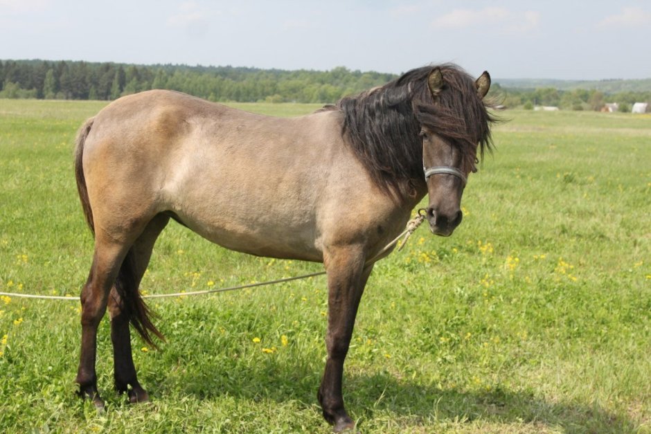 Лошадь башкирской породы мышастая