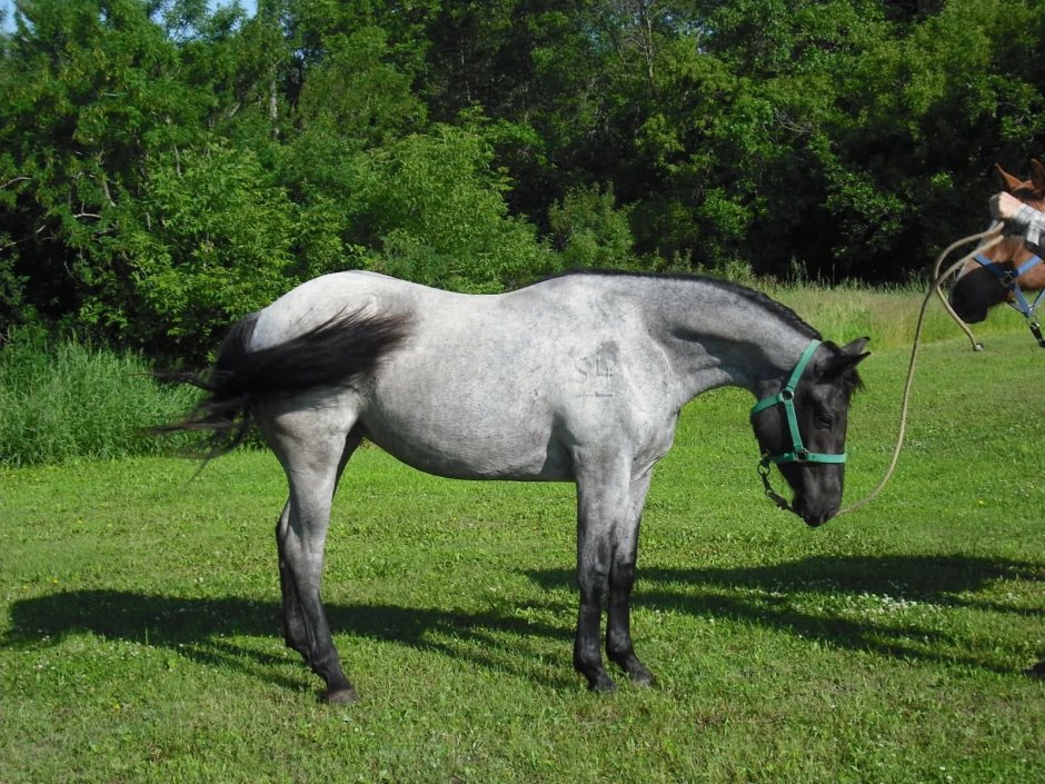 Palomino Roan Horse
