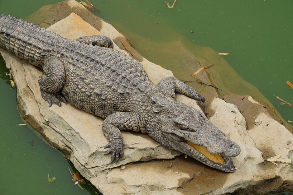 Крокодил карандашом