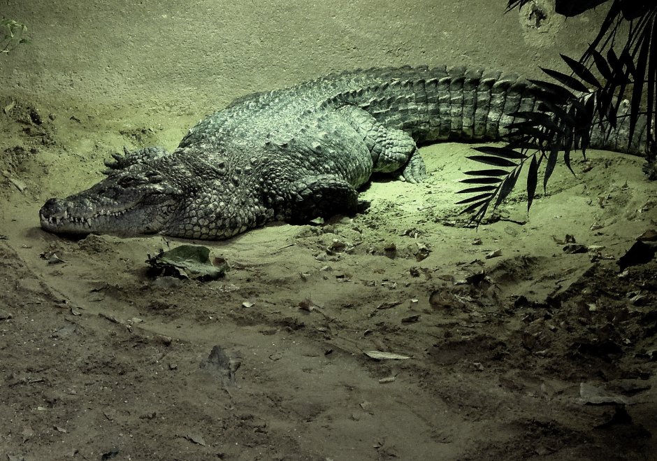 Нильский крокодил Густав