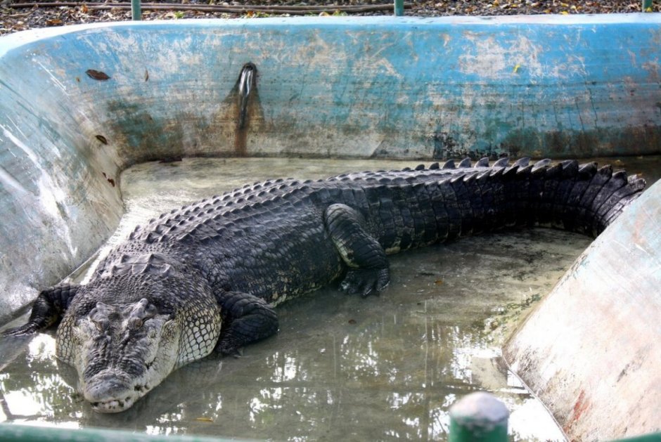 Гребнистый крокодил Лолонг