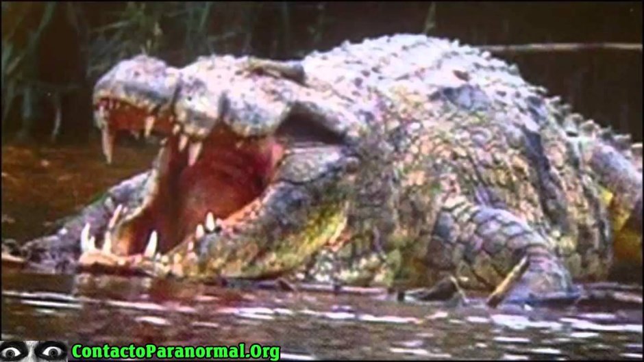 Нильский крокодил ареал обитания