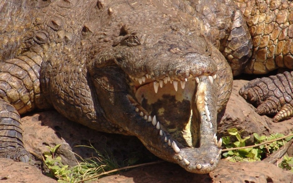 Гребнистый крокодил Густав