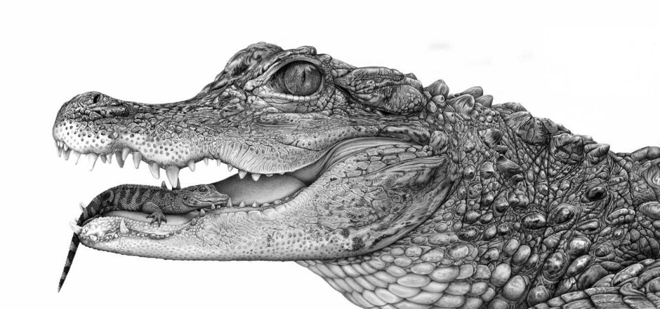 Святой крокодил