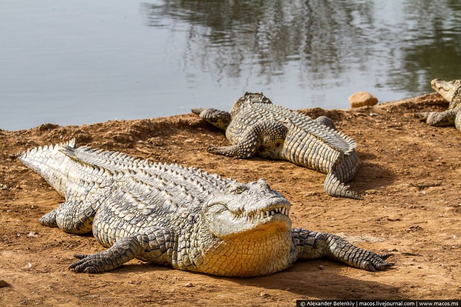 Крокодил стилизация