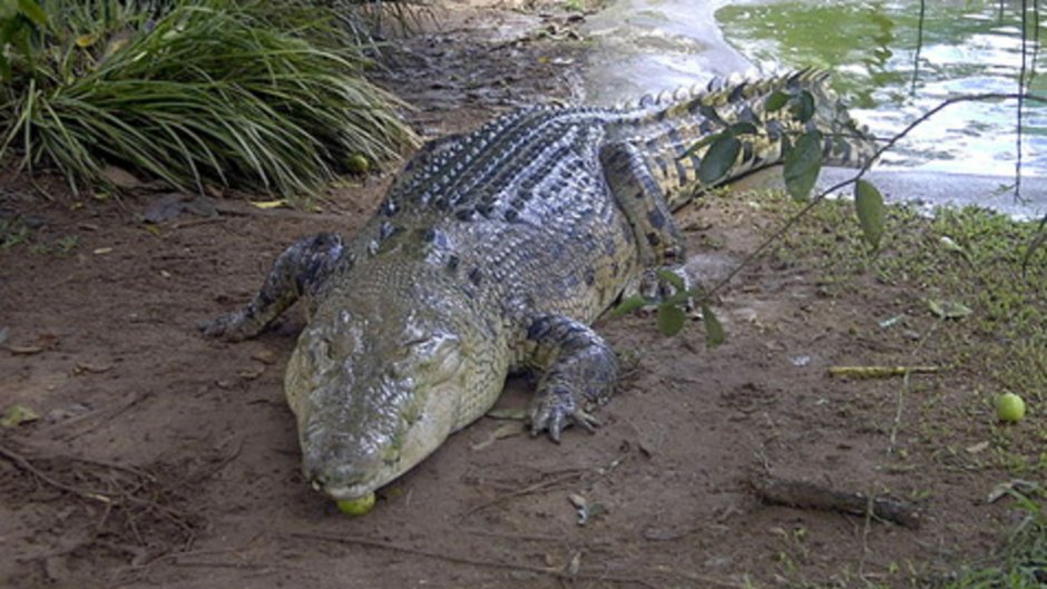 Остров крокодилов Рамри