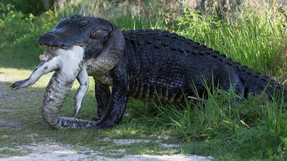 Австралийский узкорылый крокодил