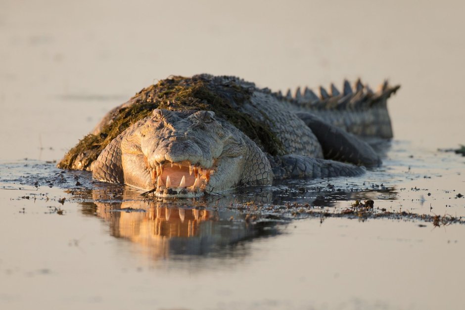 Крокодил эскиз