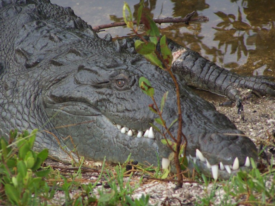 Гигантский гребнистый крокодил людоед