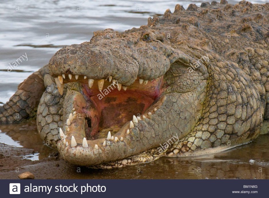 Анаконда озеро страха наследие