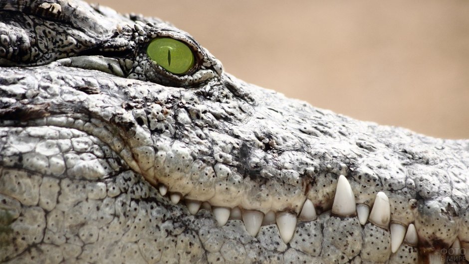 Гребнистый крокодил охота