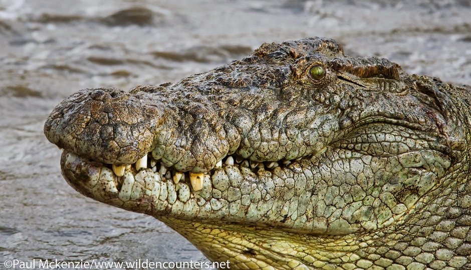 Гигантский крокодил арт