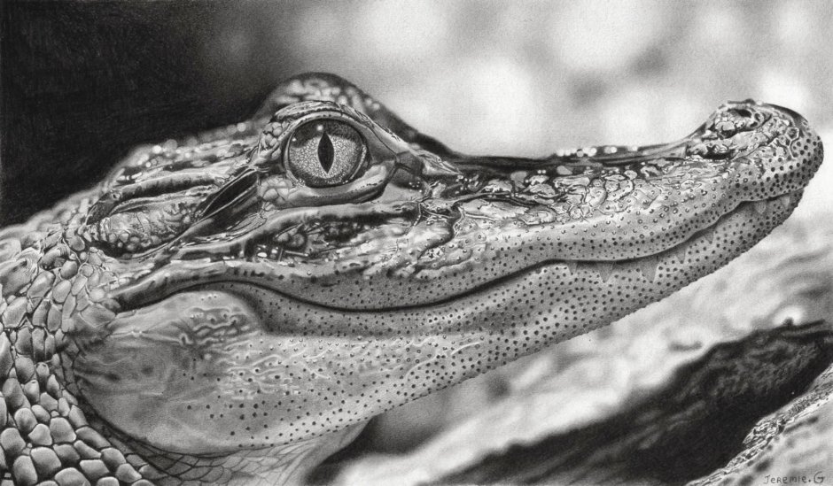 Австралийский гребнистый крокодил