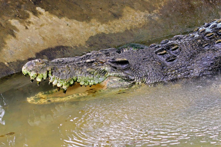 Крокодил Густав Бурунди