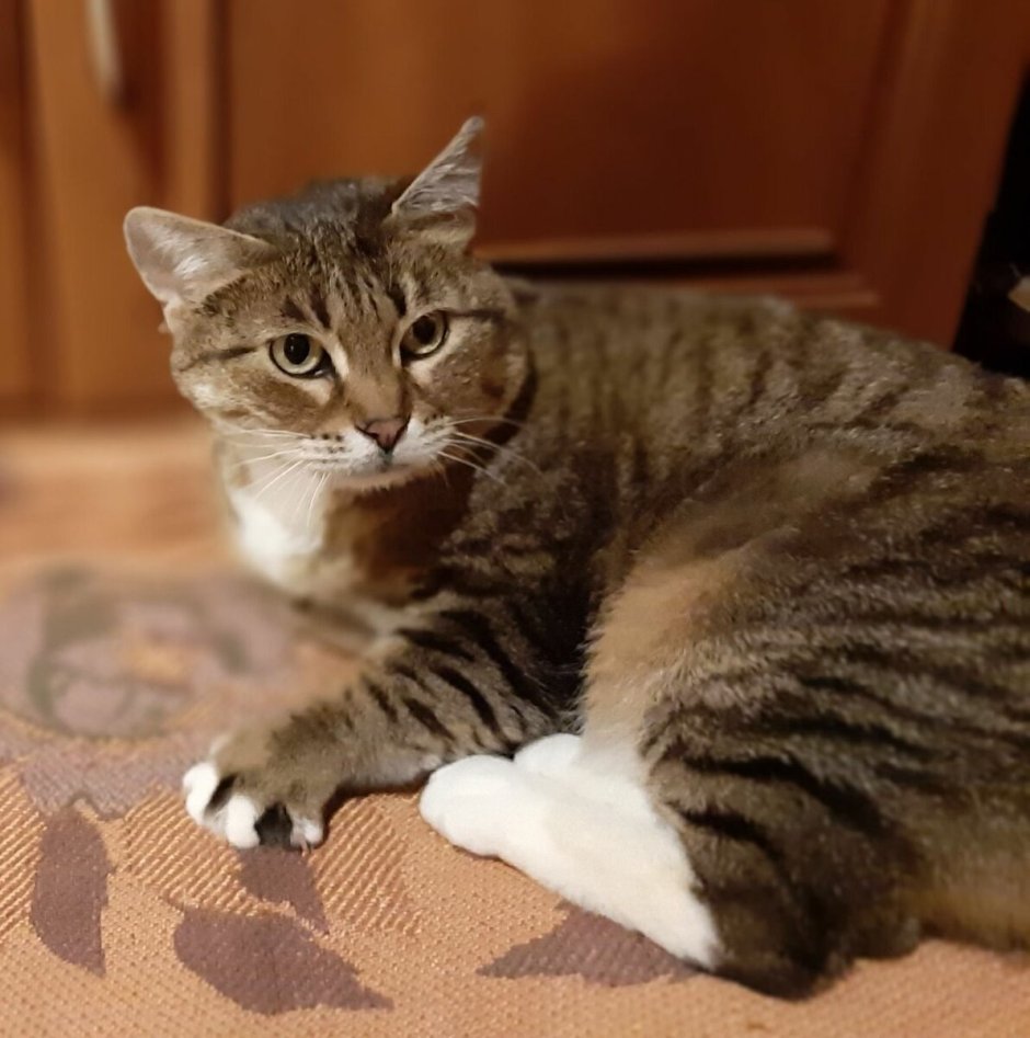 Кошка уют
