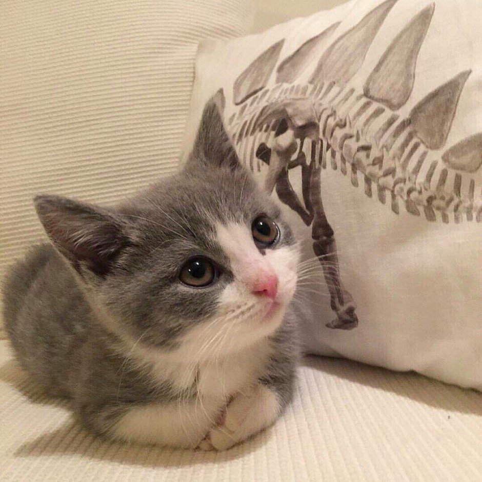 Котята сохры
