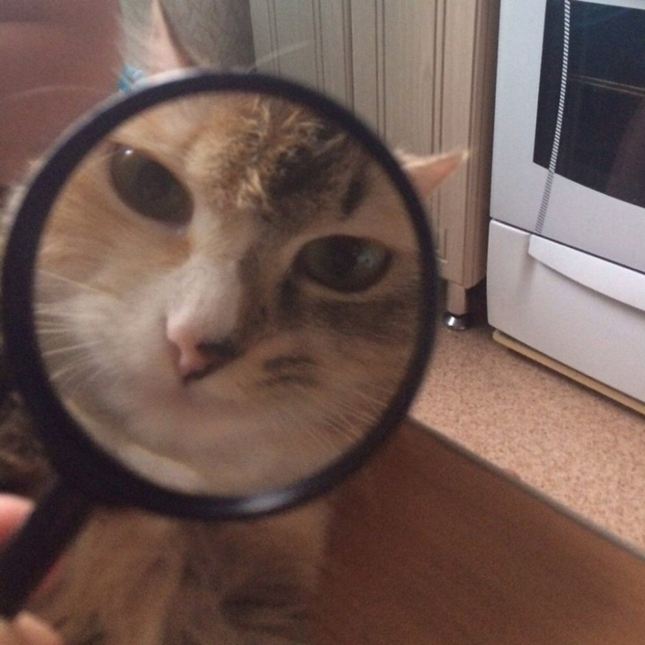 Смешные котята