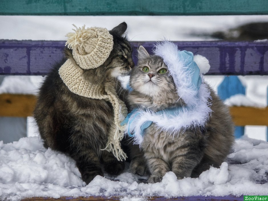 Кошка в лукошке