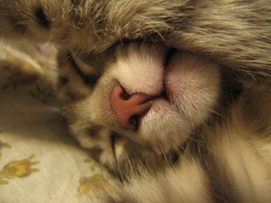 Котики для эстетики