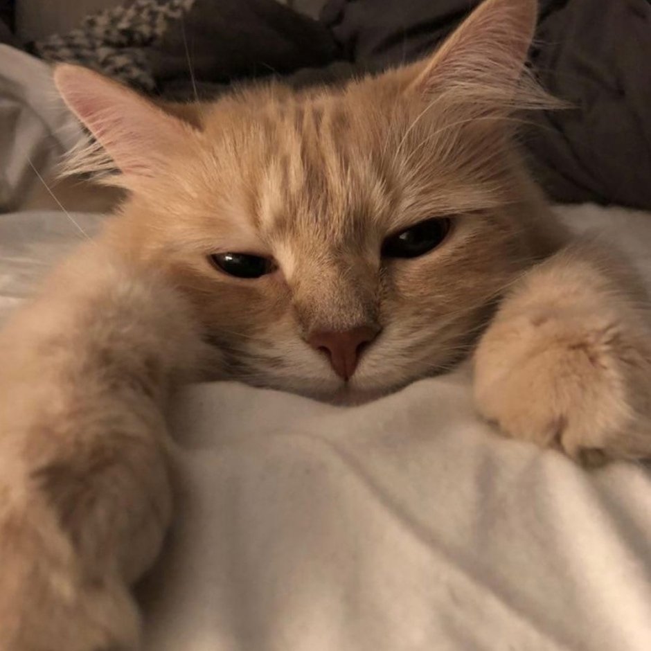Эстетика кошек