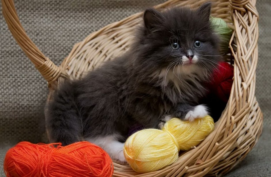 Котики для эстетики