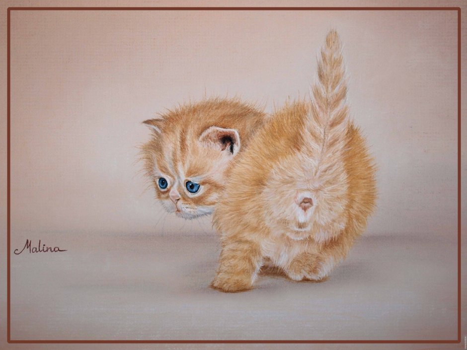 Эстетика котенок маленький рыжий