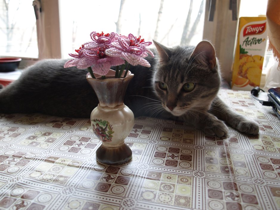 Уютный котик