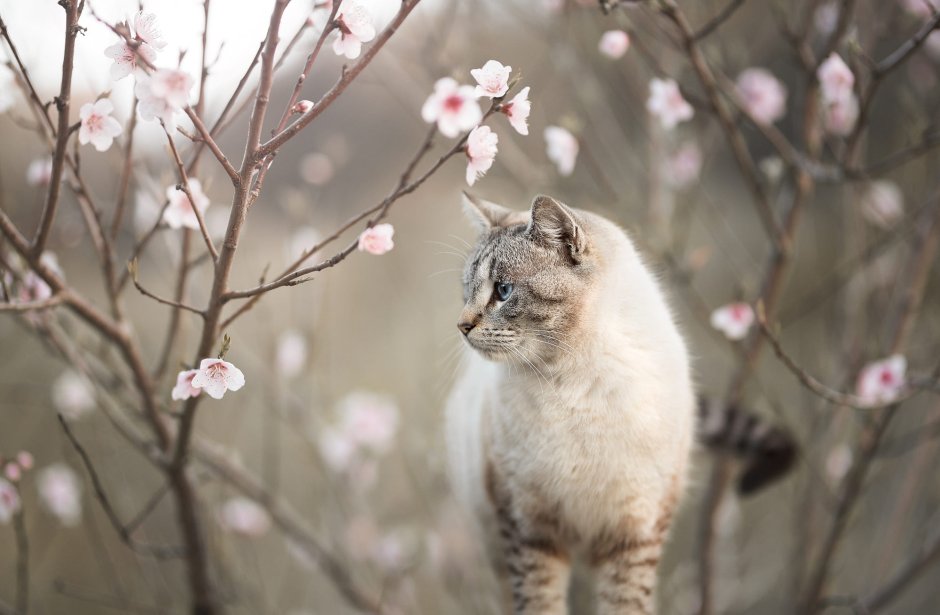 Кошки в дар