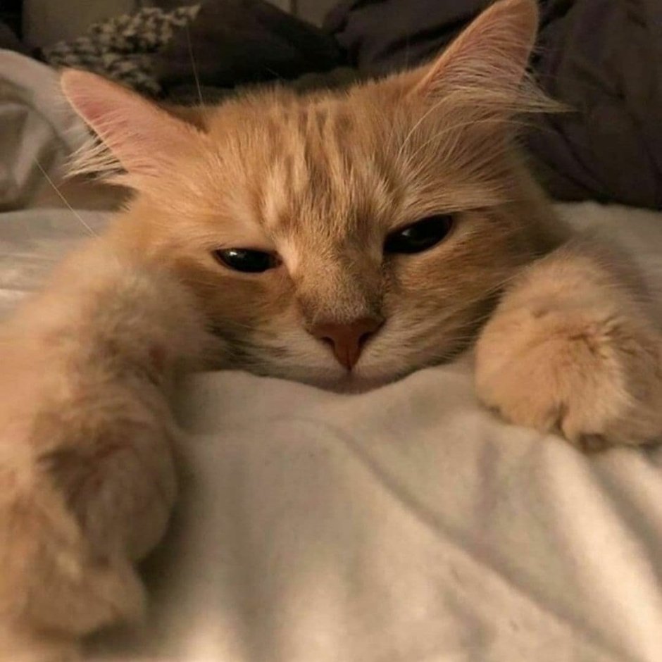 Котенок с бантиком