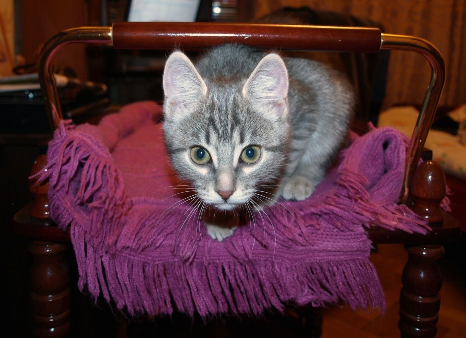 Задумчивая кошка
