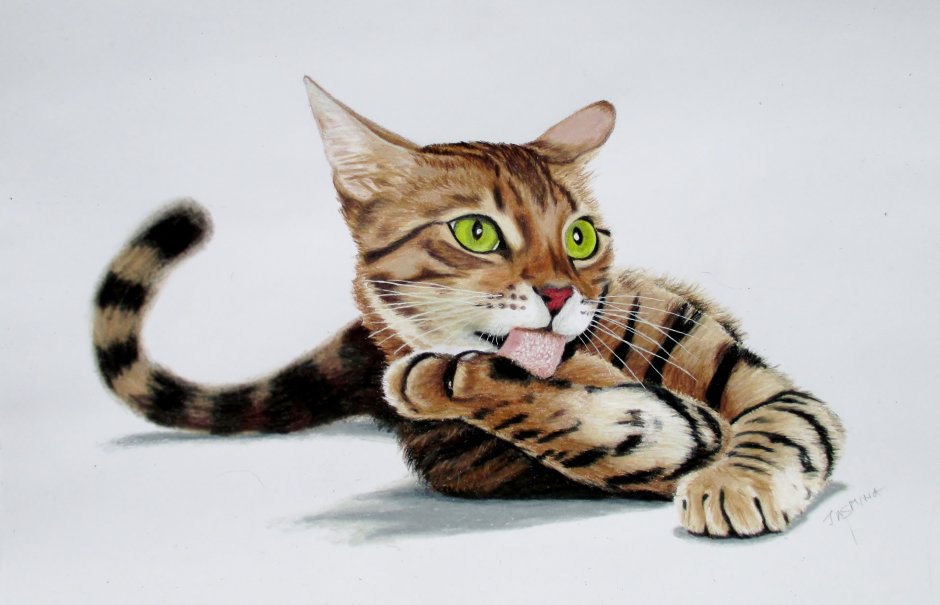 Ежик и кошка