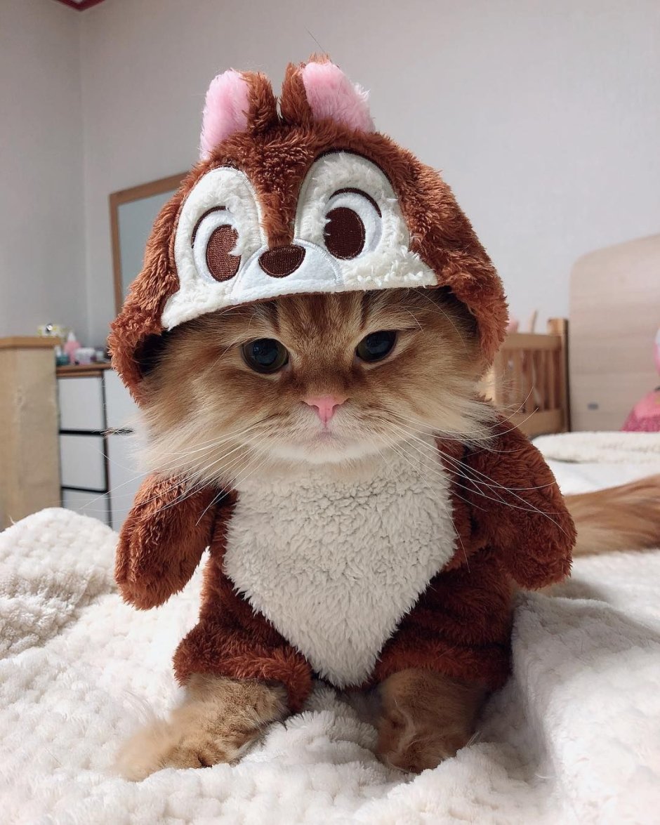 Черный кот мультяшный