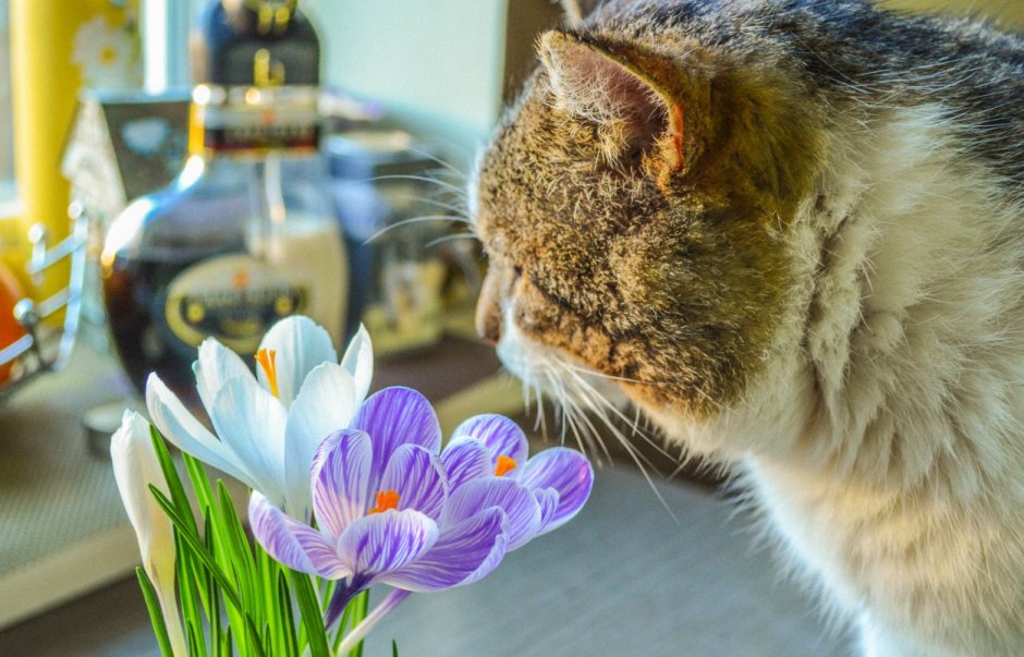 Туть котик
