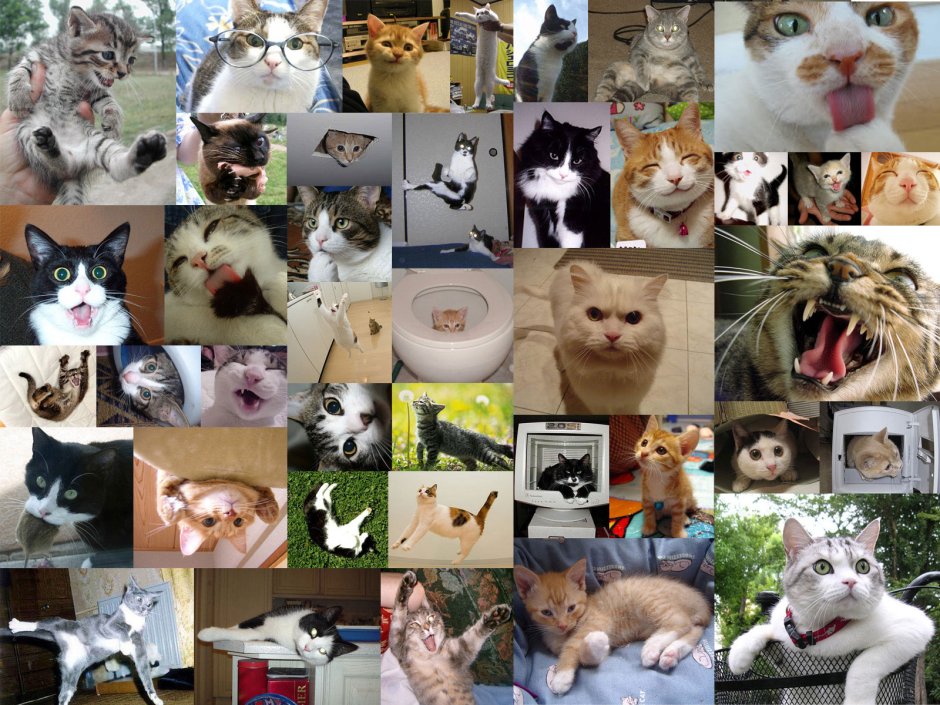 Черно серый котенок