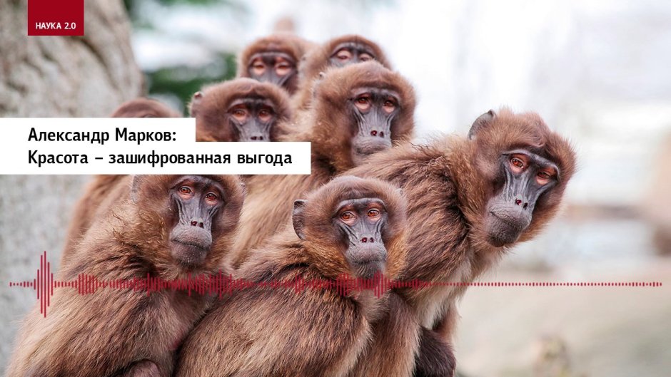 Стая мартышек