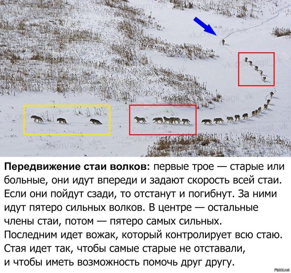 Полярный волк стая вожак