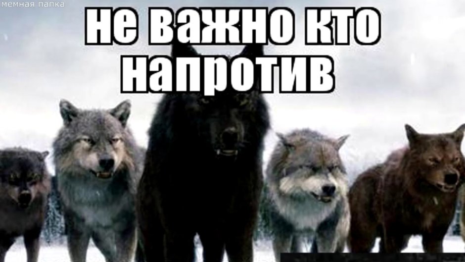 Стая Волков в Башкирии 2020 год